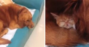 Ritrova il gattino smarrito che dorme tranquillamente sotto l’orecchio del Golden Retriever (VIDEO)