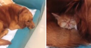 Ritrova il gattino smarrito che dorme tranquillamente sotto l’orecchio del Golden Retriever (VIDEO)