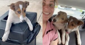 Stava facendo benzina e nota un cagnolino nel secchio della spazzatura (VIDEO)