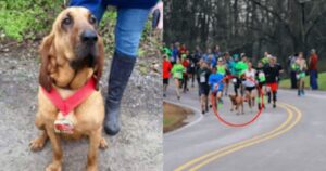 Un segugio di due anni si unisce a una maratona e guadagna il settimo posto