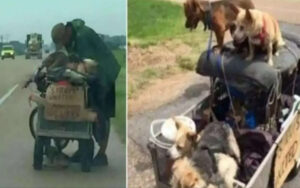 Senzatetto viaggia con un carro pieno di cani salvati lungo il suo viaggio riceve un aiuto inaspettato gli ha cambiato la vita
