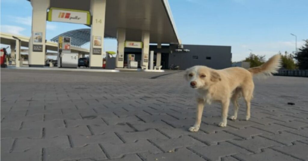 soccorritrice salva cane in stazione di servizio