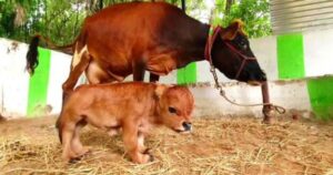 Mamma mucca non riesce a nutrire da sola il suo piccolo vitello in miniatura, alto solamente 30 centimetri