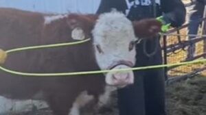 Animale riesce a scappare da un allevamento di bestiame; il vitello Harold ora è felice (VIDEO)