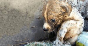 Abbandonato come spazzatura: il cucciolo che è stato salvato poco prima che morisse di caldo (VIDEO)