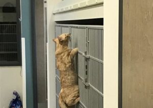 Cappuccio Infermiere Veterinario In Cotone Con Animali Giungla - Regolabile, Per Donna