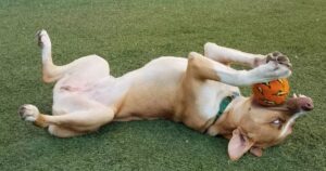 Cucciolo è stato riportato al canile dopo due giorni: La motivazione sgradevole