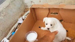 Un cucciolo abbandonato davanti a un supermercato viene ignorato fino a un gesto che gli cambia la vita (VIDEO)