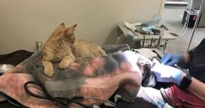 Il gattino adottato diventa l’infermiere degli altri animali che passano dall’ospedale veterinario
