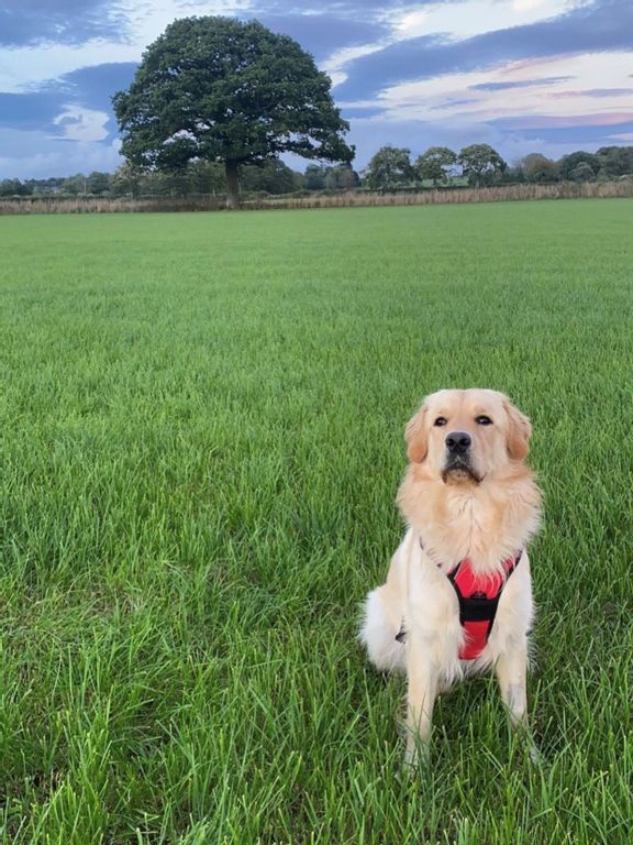 golden retriever