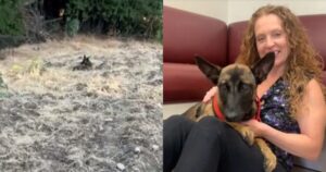 Cagnolina passa 3 giorni sotto il sole prima che qualcuno si accorgesse di lei (VIDEO)