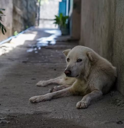 bess cani cuccioli