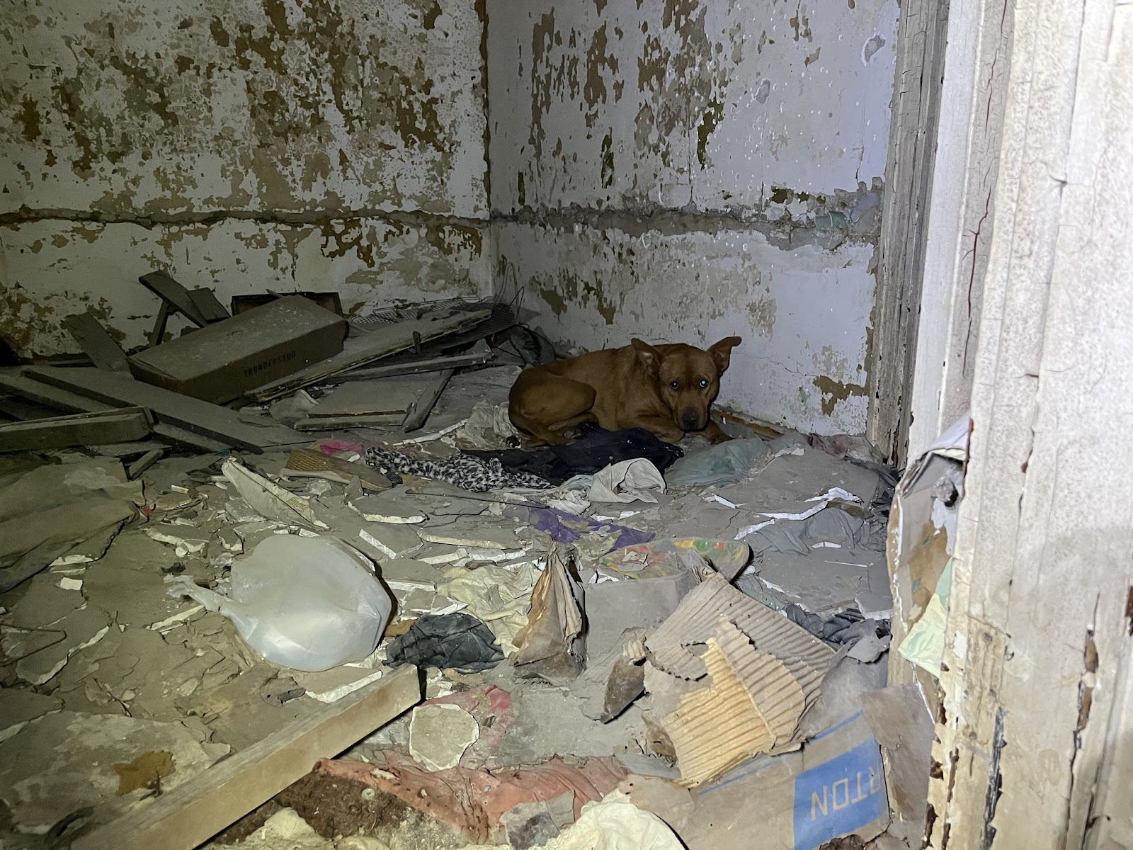Cagnolino abbandonato ha smesso di tremare non appena è stato salvato e ...