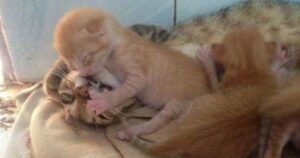 Cagnoline e Gattine Mamme non proprio felici della propria maternità (FOTO)