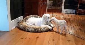 Un’adorabile capretta incontra per la prima volta un cucciolo di labrador (VIDEO)