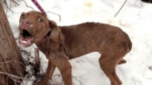 La soccorritrice sente un urlo straziante provenire dalla neve, così salva un cagnolino in pessime condizioni (VIDEO)