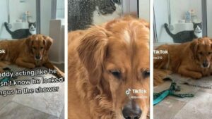 Golden retriever rinchiude il fratellino felino dentro la doccia. Lo scherzo del cane diventa virale su TikTok (VIDEO)