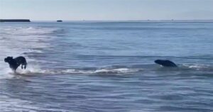 Una foca si avvicina alla riva per giocare con un cagnolino (VIDEO)