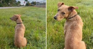 Una donna salva un cagnolino sul ciglio della strada che sembrava aspettare da tempo chi lo aveva abbandonato