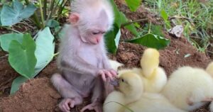 Una piccola scimmia si occupa teneramente di una banda di anatroccoli (VIDEO)