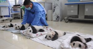 Le foto di una adorabile cucciolata di panda allevata in un centro di preservazione in Cina