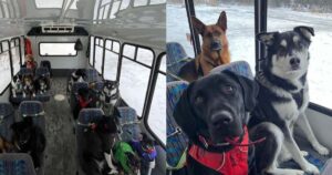 Una coppia in Alaska crea uno speciale autobus per soli cani che possa portarli alle escursioni (VIDEO)