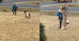 Ogni giorno il bel Bernedoodle aspetta il suo padroncino che torni da scuola per accoglierlo come si deve (VIDEO)