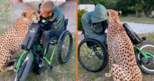 Un uomo in sedia a rotelle ha adottato un ghepardo. Coccole e grande intesa fra i due (VIDEO)
