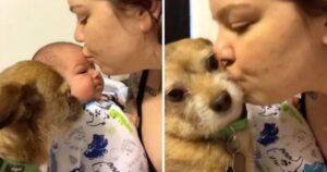 Cagnolino geloso e il neonato si contendono l’amore della mamma. La scena è virale su Tik Tok (VIDEO)
