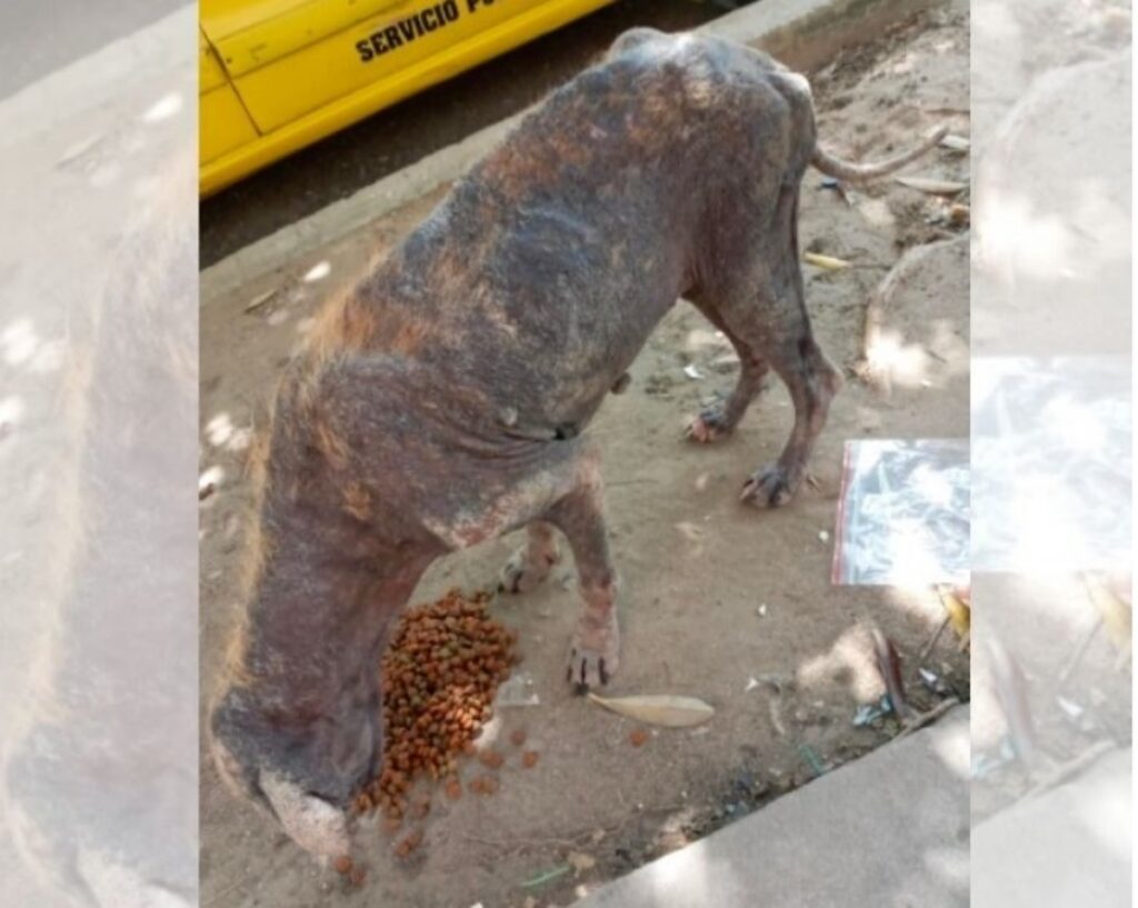 Flor il cagnolino malato e squamoso viene salvato