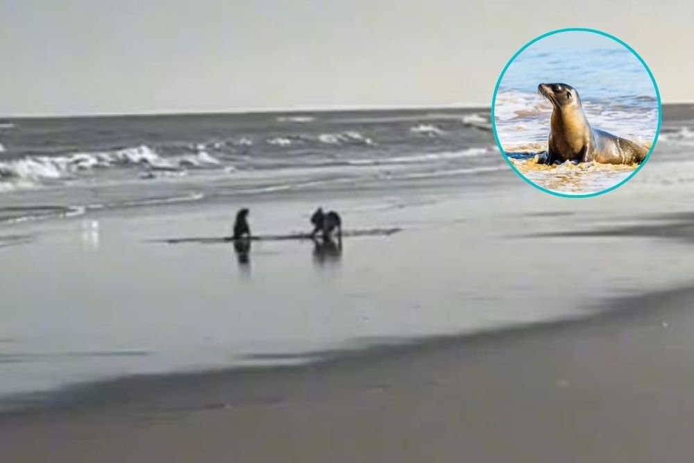 foca gioca con cagnolino