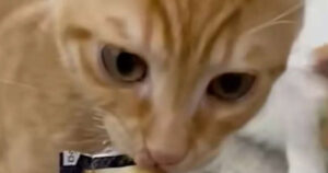 Salvano e danno una casa felice al gattino Archie che finalmente può cominciare a vivere (VIDEO)