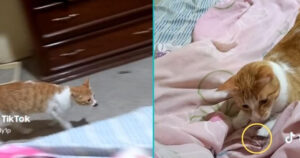 Il gattino porta in regalo alla padrona uno scarafaggio. La scena divertente diventa virale (VIDEO)