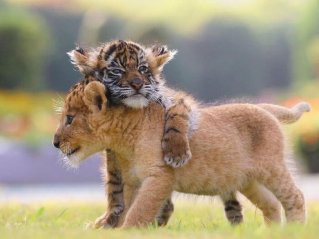 Japanese Safari Park ospita leone e tigre