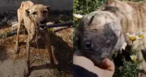 Cagnolina lottava tra la vita e la morte, la sua storia (VIDEO)