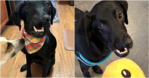 Labrador con labbro leporino e palatoschisi può finalmente giocare come tutti gli altri cani
