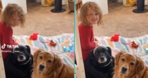 La bambina gioca con i propri cani e li veste da principesse ma ai due Golden Retriever non va e se ne vanno (VIDEO)