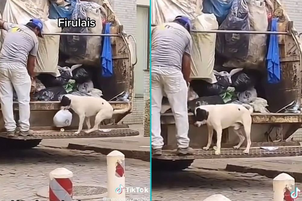 cagnolino aiutante