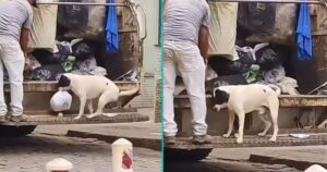Questo cagnolino esemplare aiuta i netturbini a raccogliere la spazzatura per strada (VIDEO)