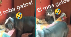 Il cucciolone di Bulldog ruba un cucciolo alla mamma gatta e lei corre a riprenderselo (VIDEO)