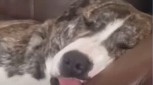 Resta con la testa incastrata; il Pit Bull Jughead ora ha una famiglia che lo protegge (VIDEO)