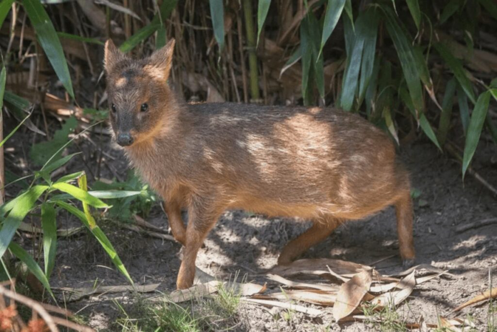 Il cervide Pudu