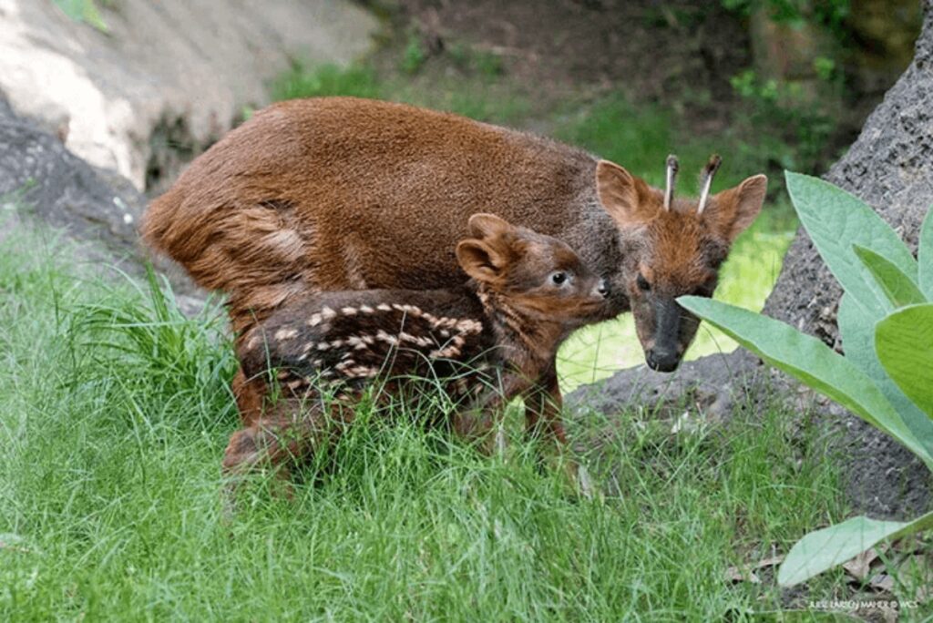 Il cervide Pudu