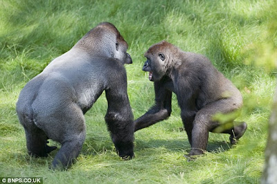 gorilla fratelli