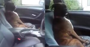 Boxer arrabbiato con il suo padrone perché lo ha portato dal veterinario (VIDEO)