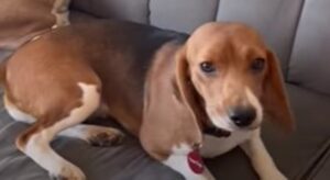 La cagnolina Beagle Ella non è più una cavia; ora è una splendida cagnolina domestica felice (VIDEO)