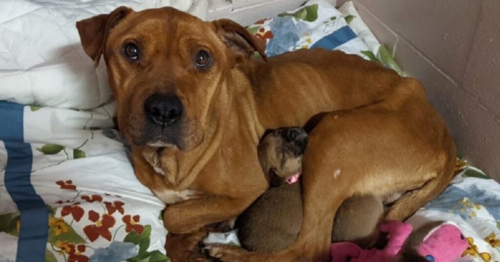 Cagnolina Celeste salva i suoi cuccioli