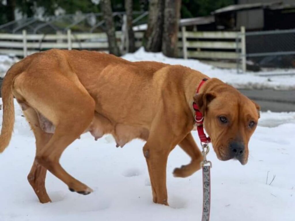 Cagnolina Celeste salva i suoi cuccioli