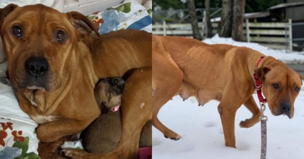 Cagnolina Celeste salva i suoi cuccioli