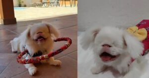 Cagnolina albina cieca e muta aveva una vita triste
